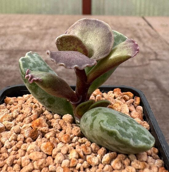 ADROMISCHUS COOPERI 5CM PODS